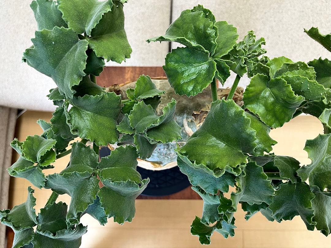 キフォステンマ マクロプス 大株 コレクション ぷっくり