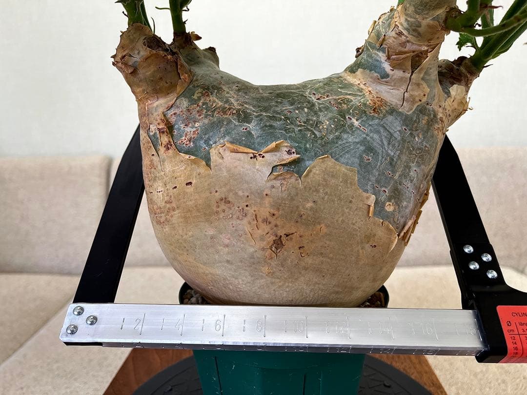 キフォステンマ マクロプス 大株 コレクション ぷっくり