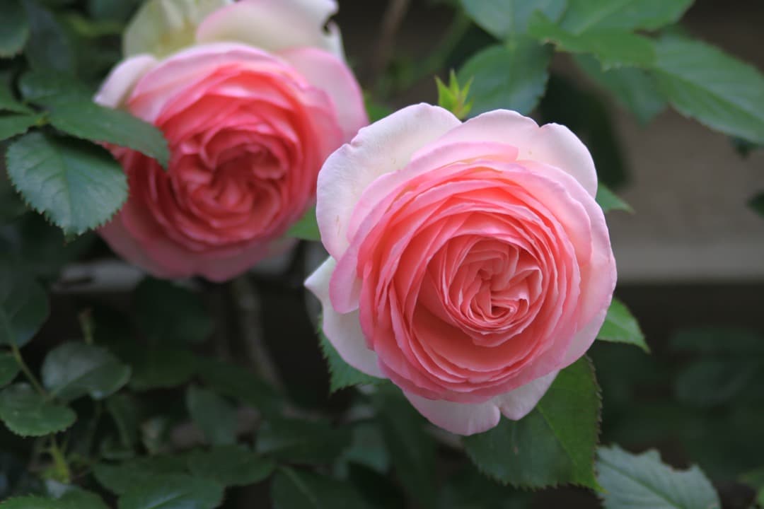 レンズ(ズーム) Canon EF 75-300mm F4-5.6 IS SUM