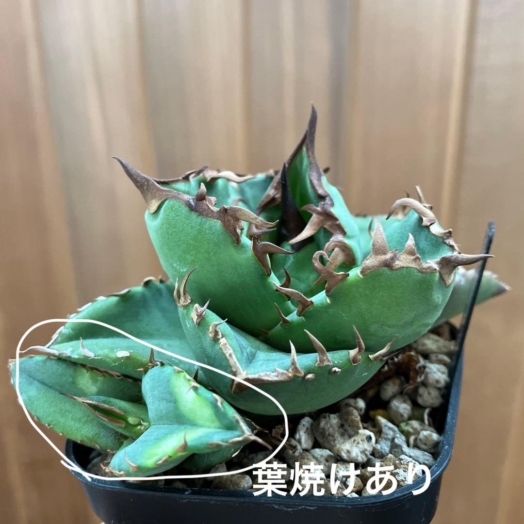 【初売りセット13】103 TC2株　アガベ　翼竜　白豪刺　太棘　鉢ごと発送