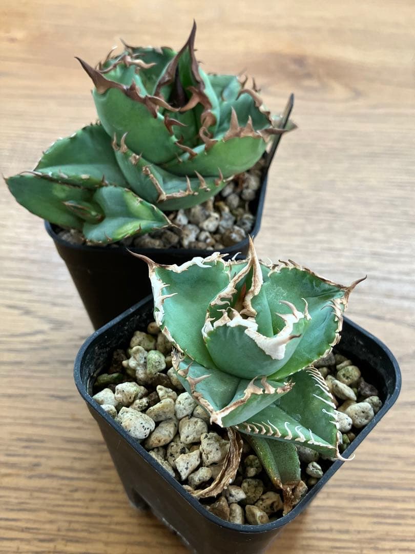 【初売りセット13】103 TC2株　アガベ　翼竜　白豪刺　太棘　鉢ごと発送