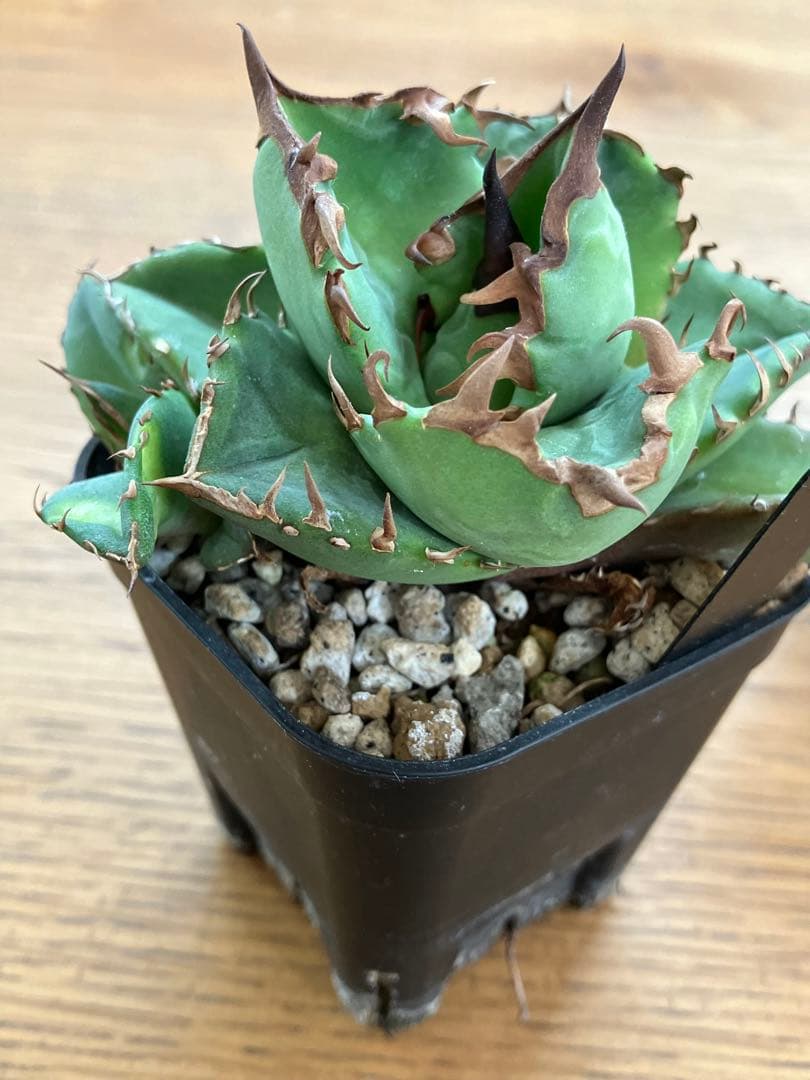 【初売りセット13】103 TC2株　アガベ　翼竜　白豪刺　太棘　鉢ごと発送