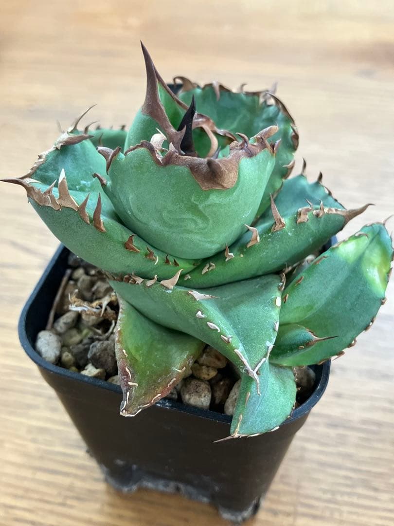 【初売りセット13】103 TC2株　アガベ　翼竜　白豪刺　太棘　鉢ごと発送