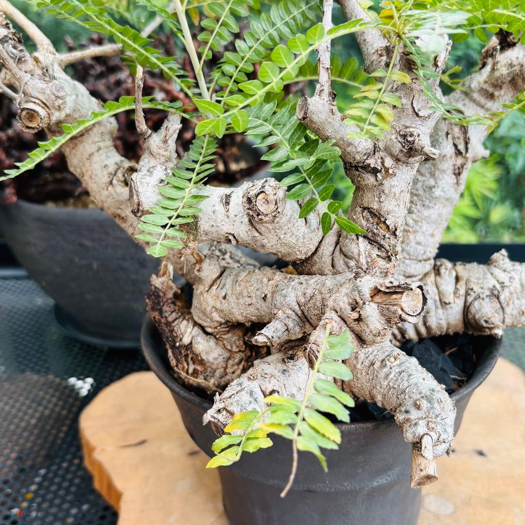 短期間限定超特価！ 低重心 大株 ボスウェリア ネグレクタ 現地球 船串篤司