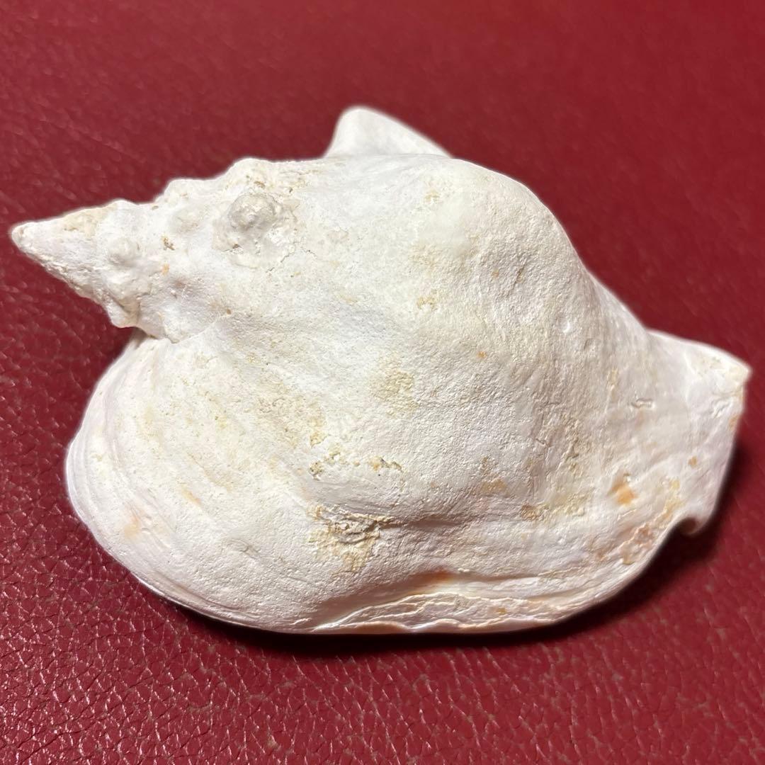 (希少)アツソデガイ　蓋付き　貝殻