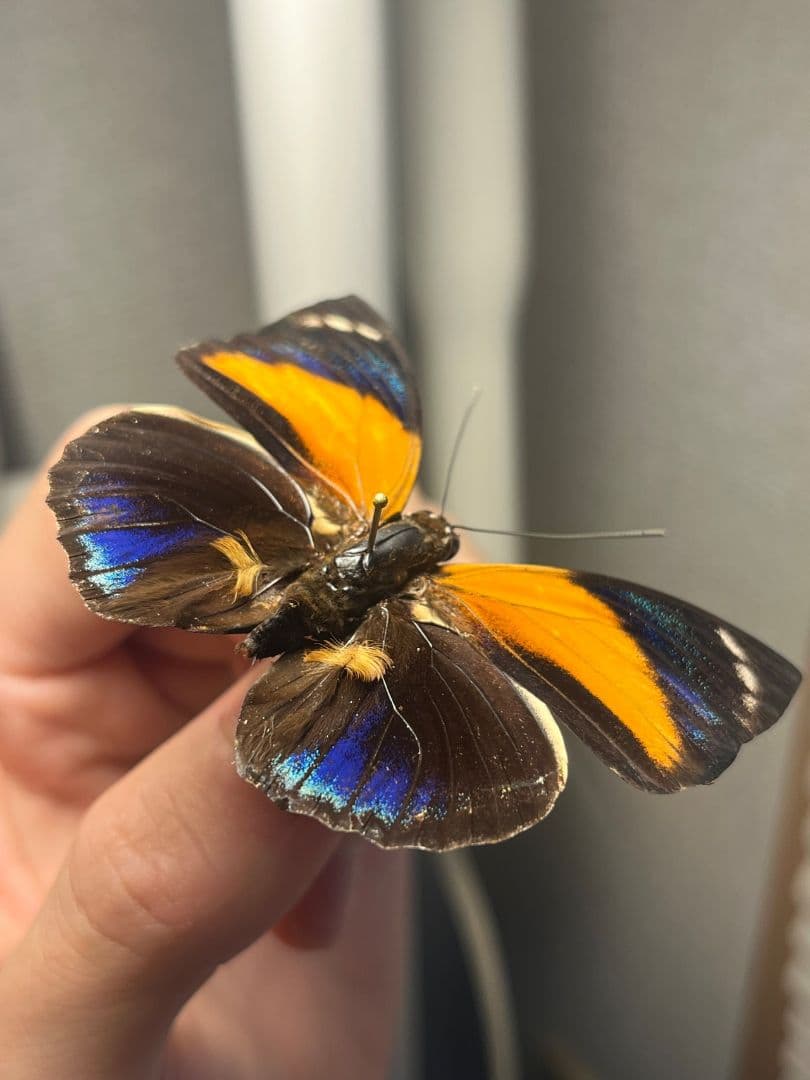 アグリアスペリクレスペリクレス♂　ペリクレスミイロタテハ 　標本