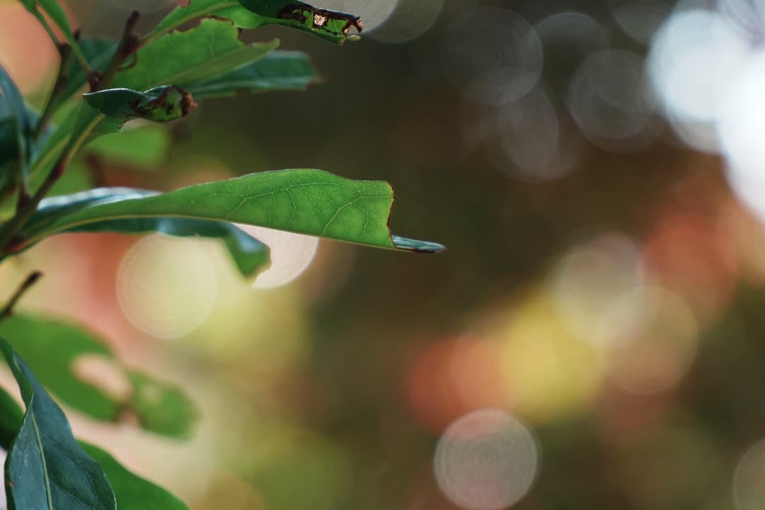 【動画撮影◎】SONY SELP18105G VNDフィルター付 Eマウント