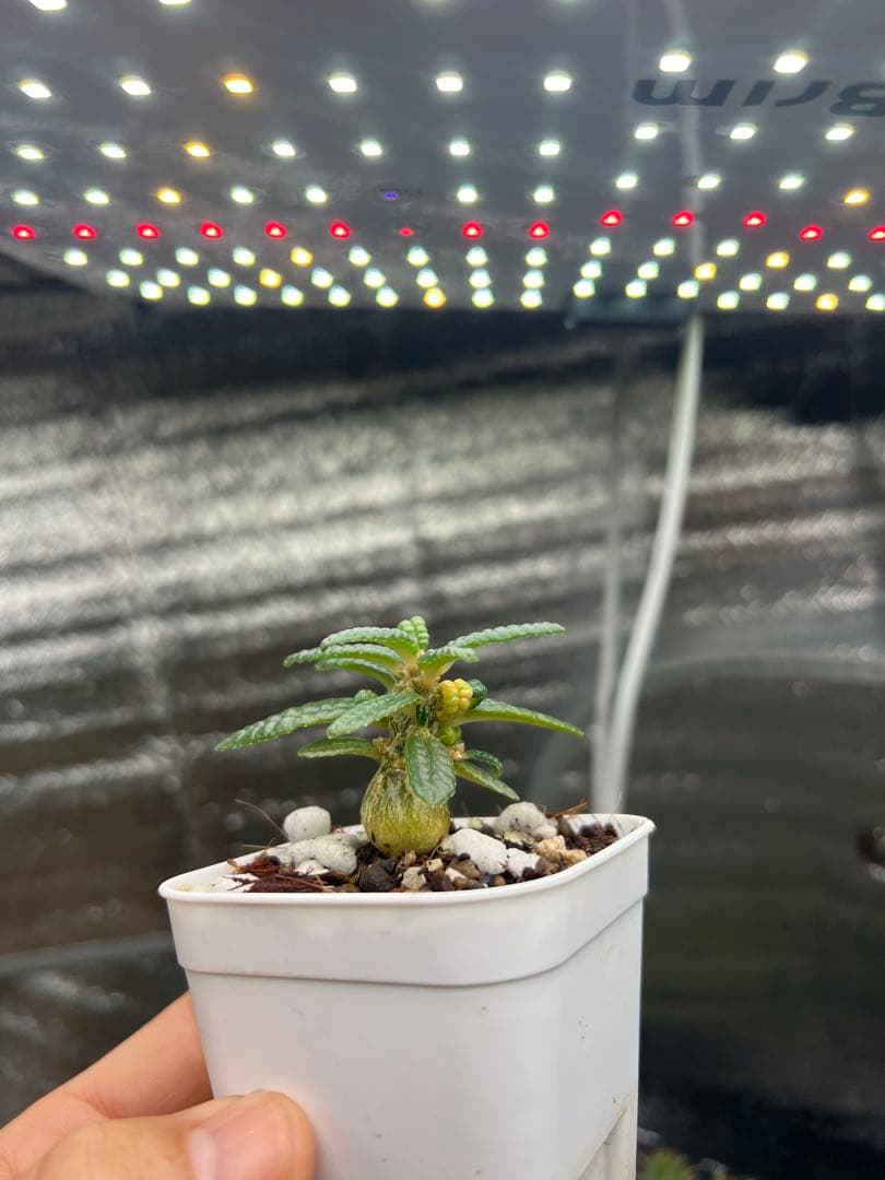 ドルステニアギガス　ブラータ　実生株