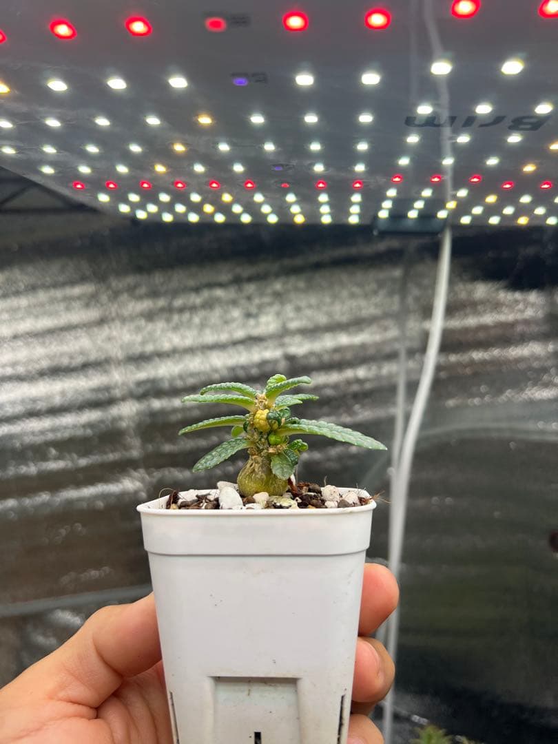 ドルステニアギガス　ブラータ　実生株