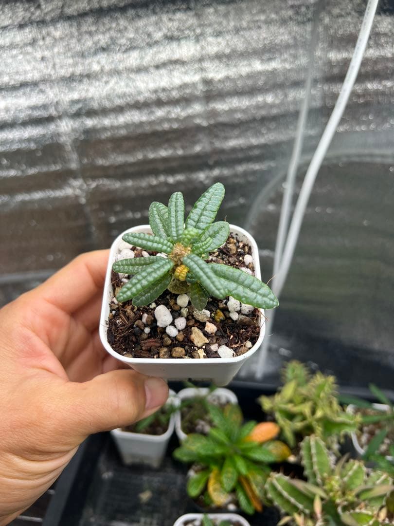 ドルステニアギガス　ブラータ　実生株