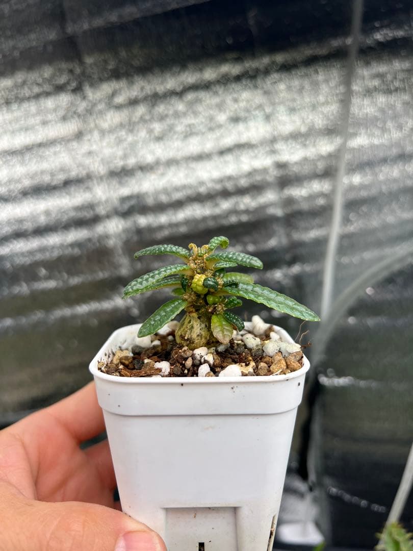 ドルステニアギガス　ブラータ　実生株