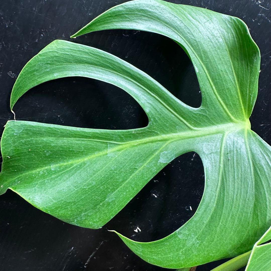 ル*ス様 モンステラデリシオーサシエラナオアハカ増殖株大株美葉個体レア