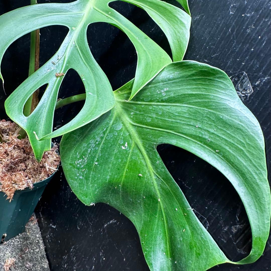 ル*ス様 モンステラデリシオーサシエラナオアハカ増殖株大株美葉個体レア