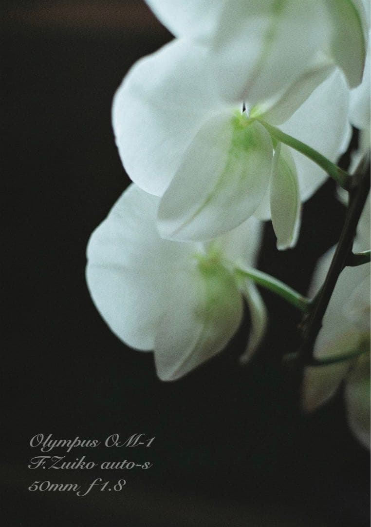 ★完動品＊美品＊初期保証★OM-1 ★グリーンリザード外装★作例必見！