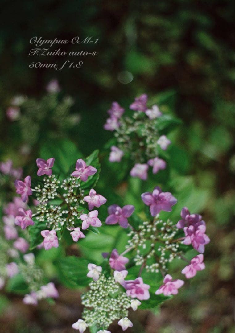 ★完動品＊美品＊初期保証★OM-1 ★グリーンリザード外装★作例必見！