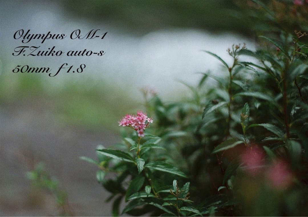 ★完動品＊美品＊初期保証★OM-1 ★グリーンリザード外装★作例必見！