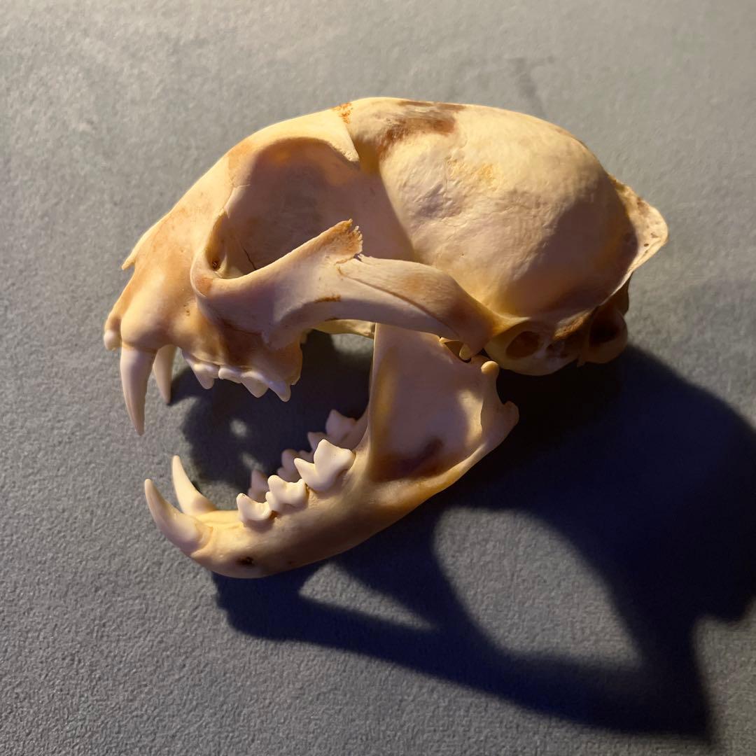 ボブキャット　頭骨　標本　骨格