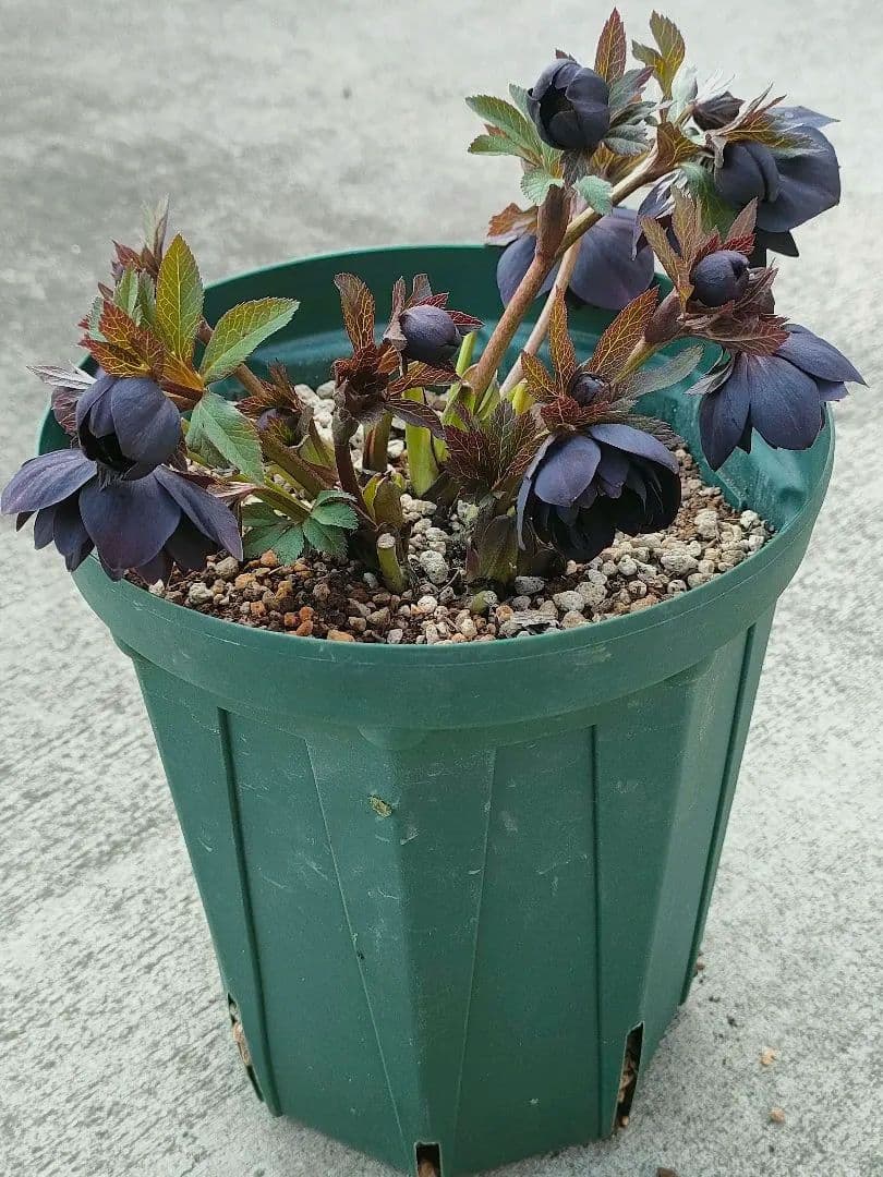 クリスマスローズ　超充実株　＆　大木ナーサリー4号鉢