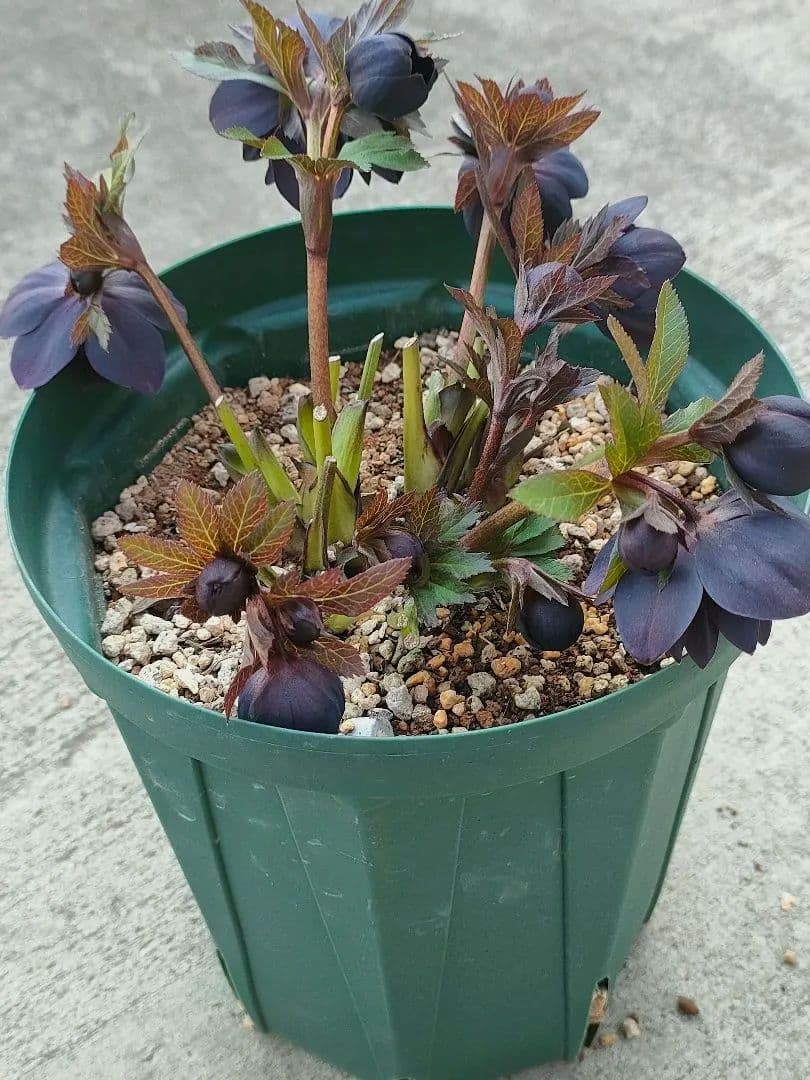 クリスマスローズ　超充実株　＆　大木ナーサリー4号鉢