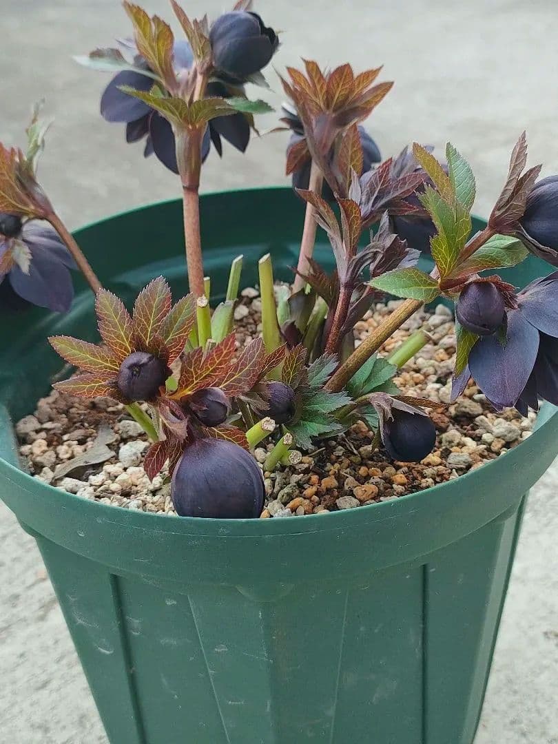 クリスマスローズ　超充実株　＆　大木ナーサリー4号鉢