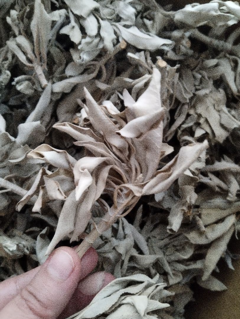 激安価格タイムセール☆無農薬ホワイトセージ枝付きクラスター１ｋｇ