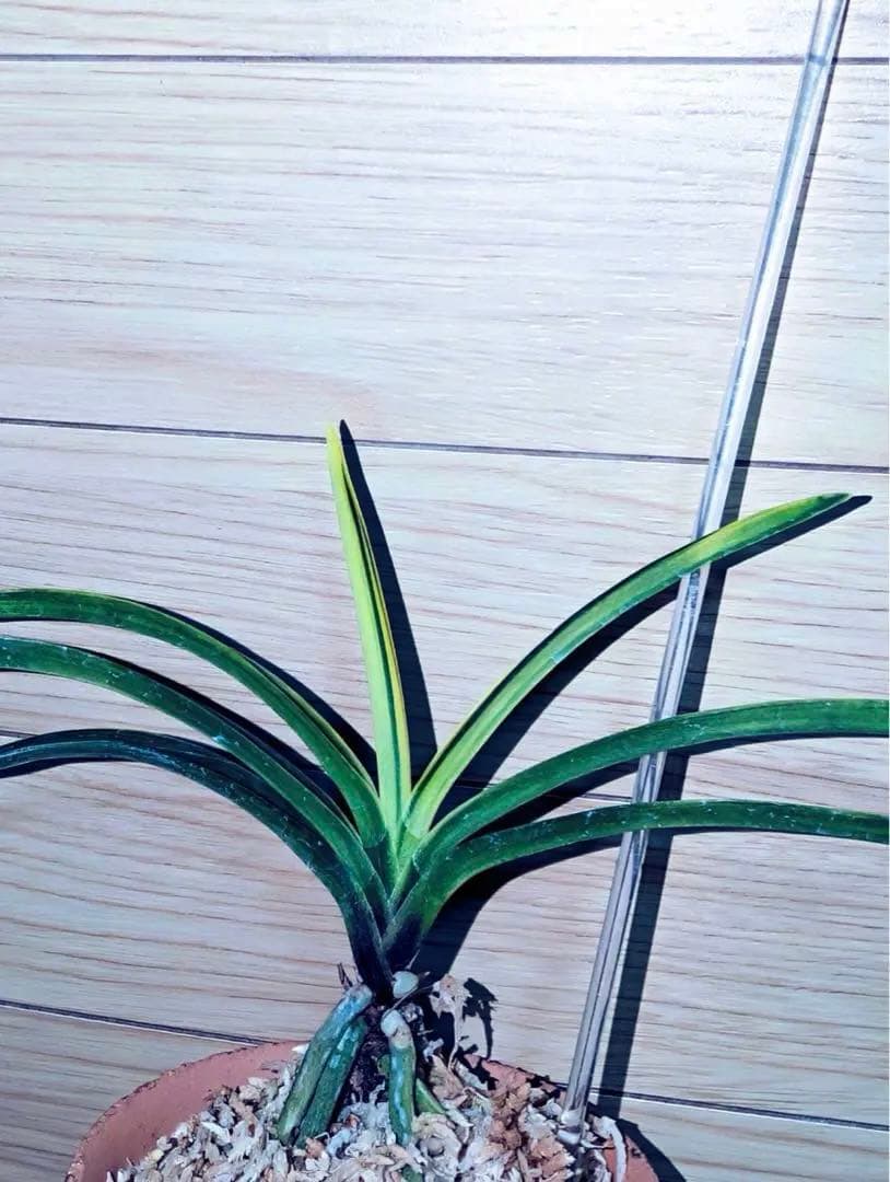 富貴蘭「白牡丹」別格稀貴品