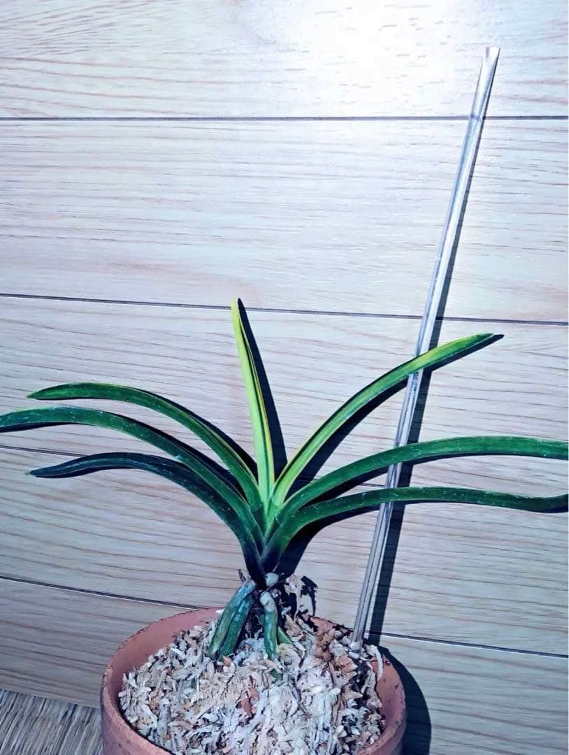 富貴蘭「白牡丹」別格稀貴品