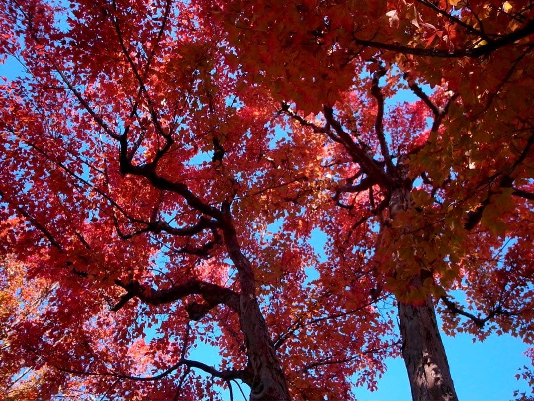 大人気！　CCDセンサー機　RICOH GR DIGITAL Ⅱ 実用機に！