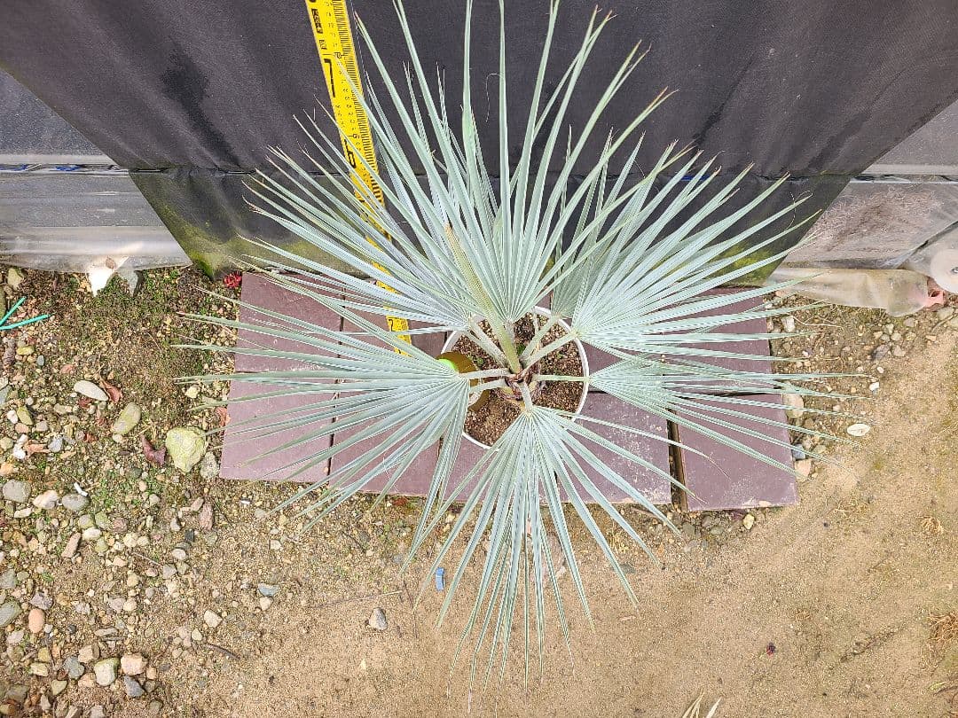 ①希少耐寒性ヤシ ブラヘア アルマータ 7号鉢大株 高さ80cm 5年生