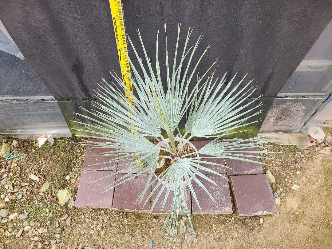 ①希少耐寒性ヤシ ブラヘア アルマータ 7号鉢大株 高さ80cm 5年生