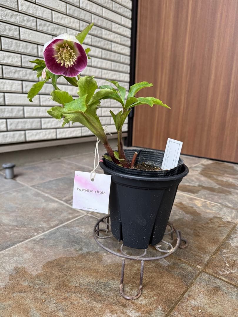 クリスマスローズ　パステリッシュストレイン（濃）