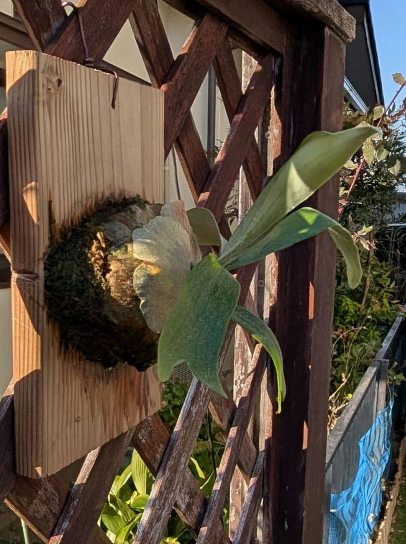 亮二 Platycerium OC 確認用