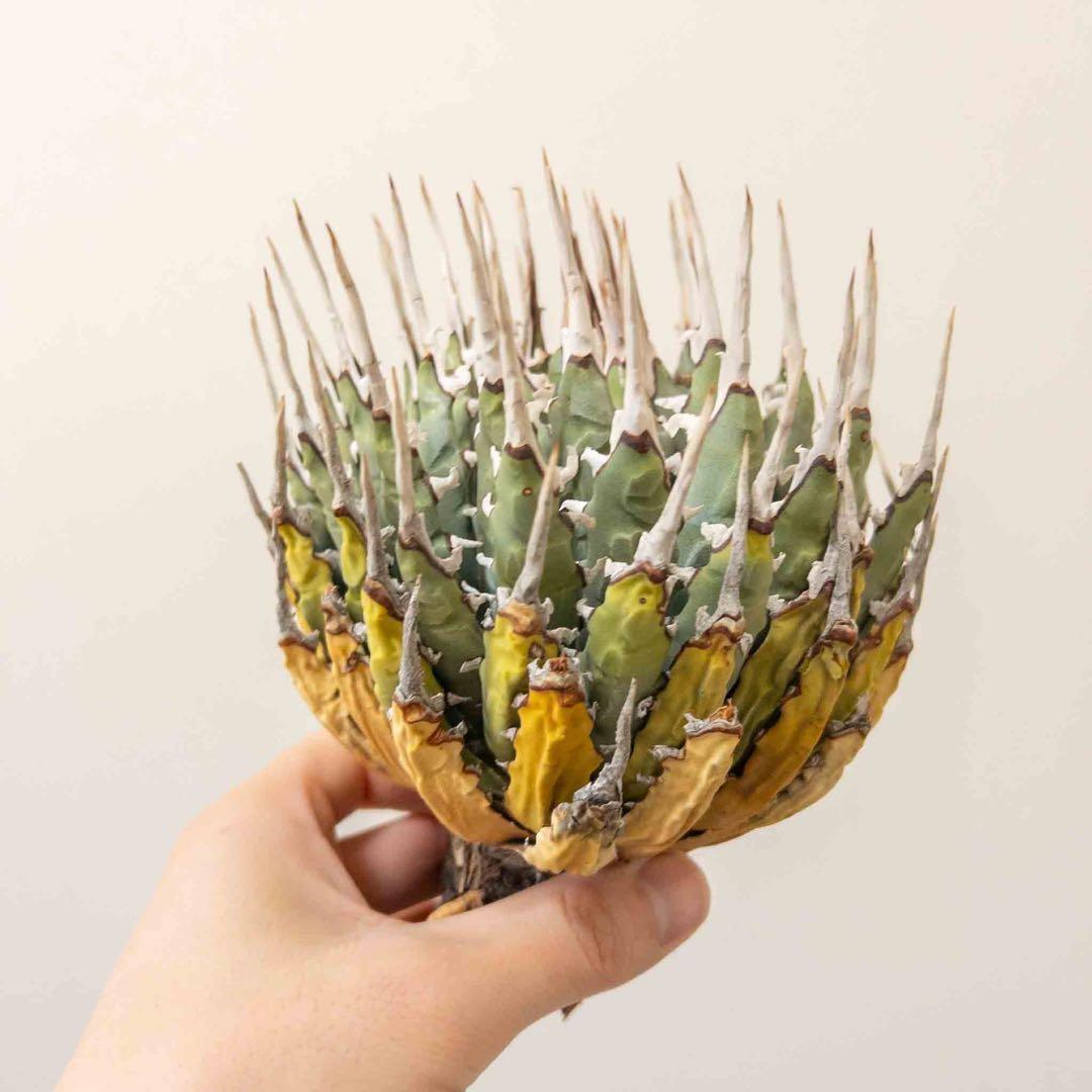 20 微発根済み ユタエンシス エボリスピナ 現地株 ベアルート 陽炎 アガベ