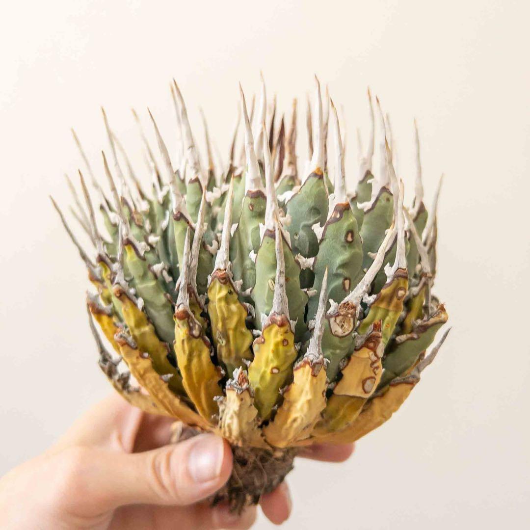 20 微発根済み ユタエンシス エボリスピナ 現地株 ベアルート 陽炎 アガベ