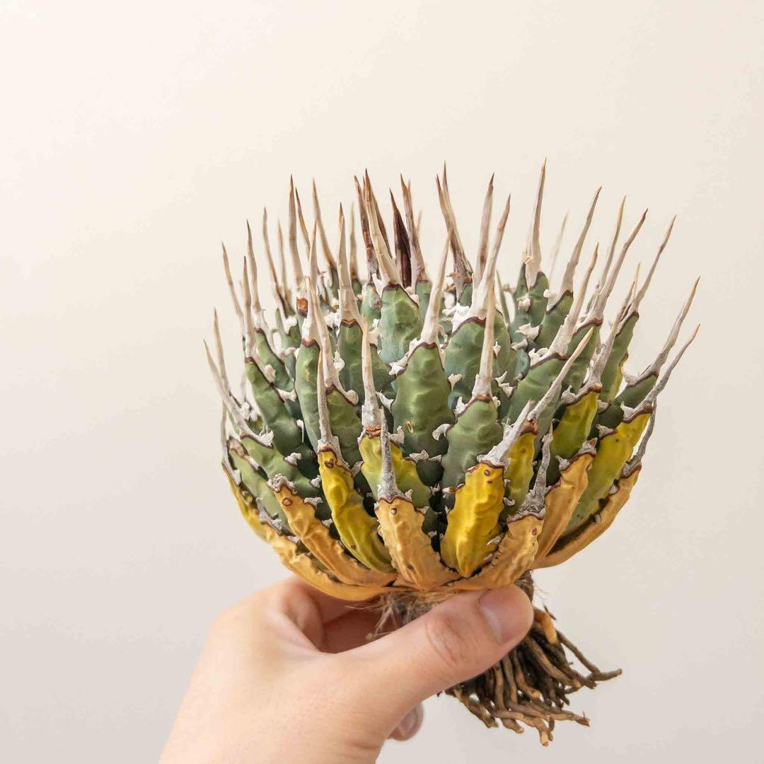 20 微発根済み ユタエンシス エボリスピナ 現地株 ベアルート 陽炎 アガベ