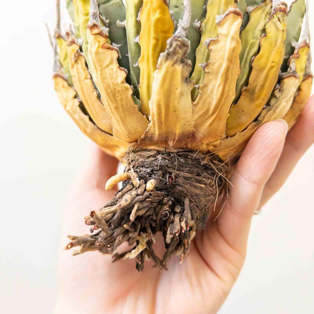 20 微発根済み ユタエンシス エボリスピナ 現地株 ベアルート 陽炎 アガベ