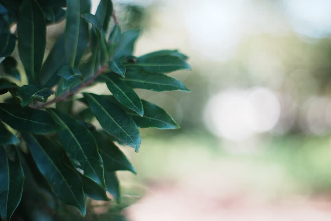 【整備＆テスト済】ミノルタ MC ROKKOR-PF 58mm F1.4 443