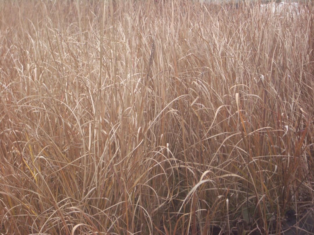 PENTAX Optio s5i　動作確認済 スマホ転送OK