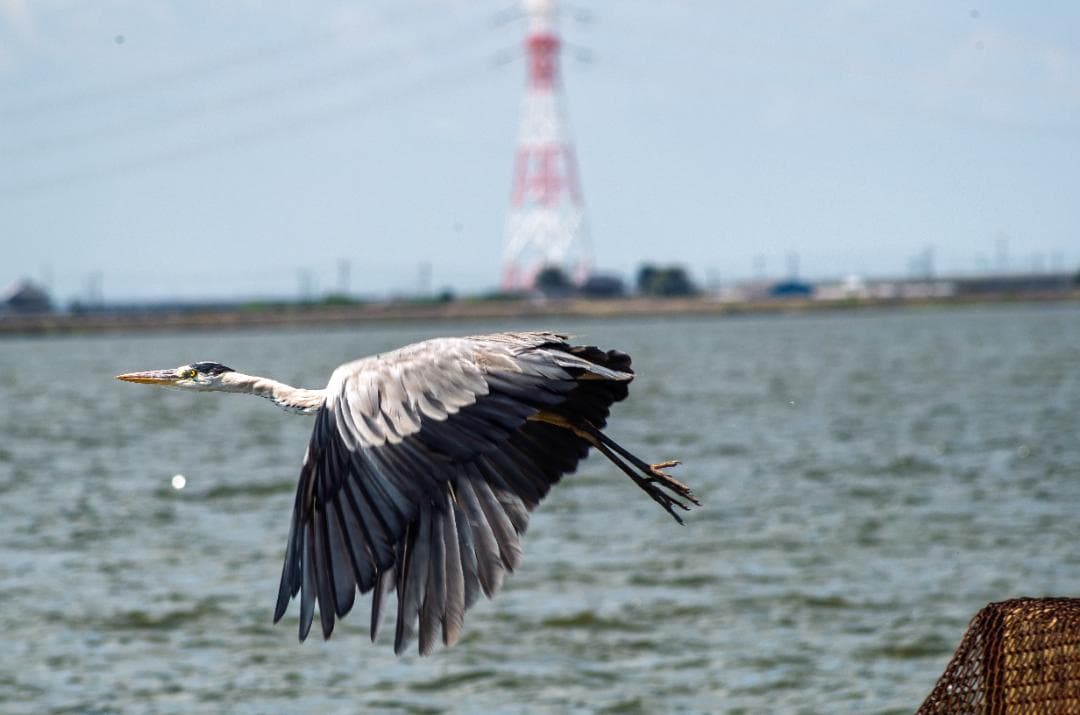 taktak【黒死病対策】【内臓電池交換】PENTAX K-30 青