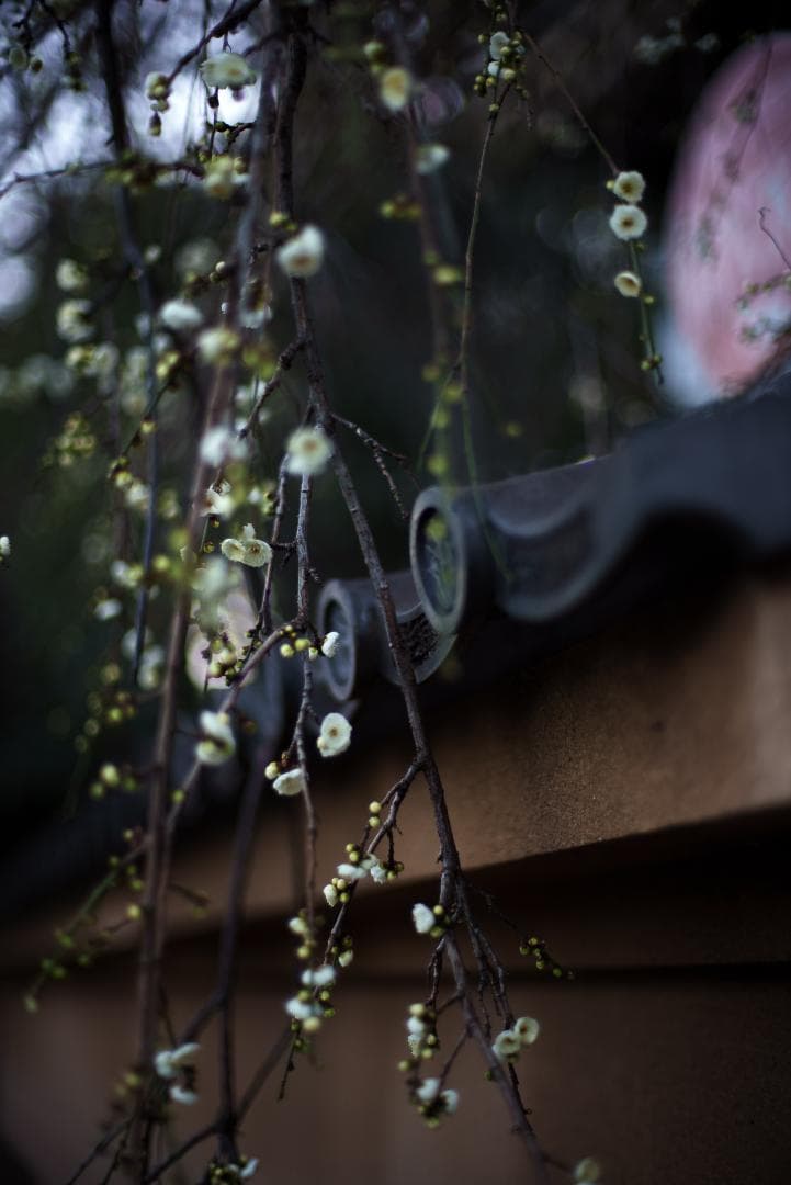 極美品！夜という名！Voigtlander NOKTON 50mm F1.1