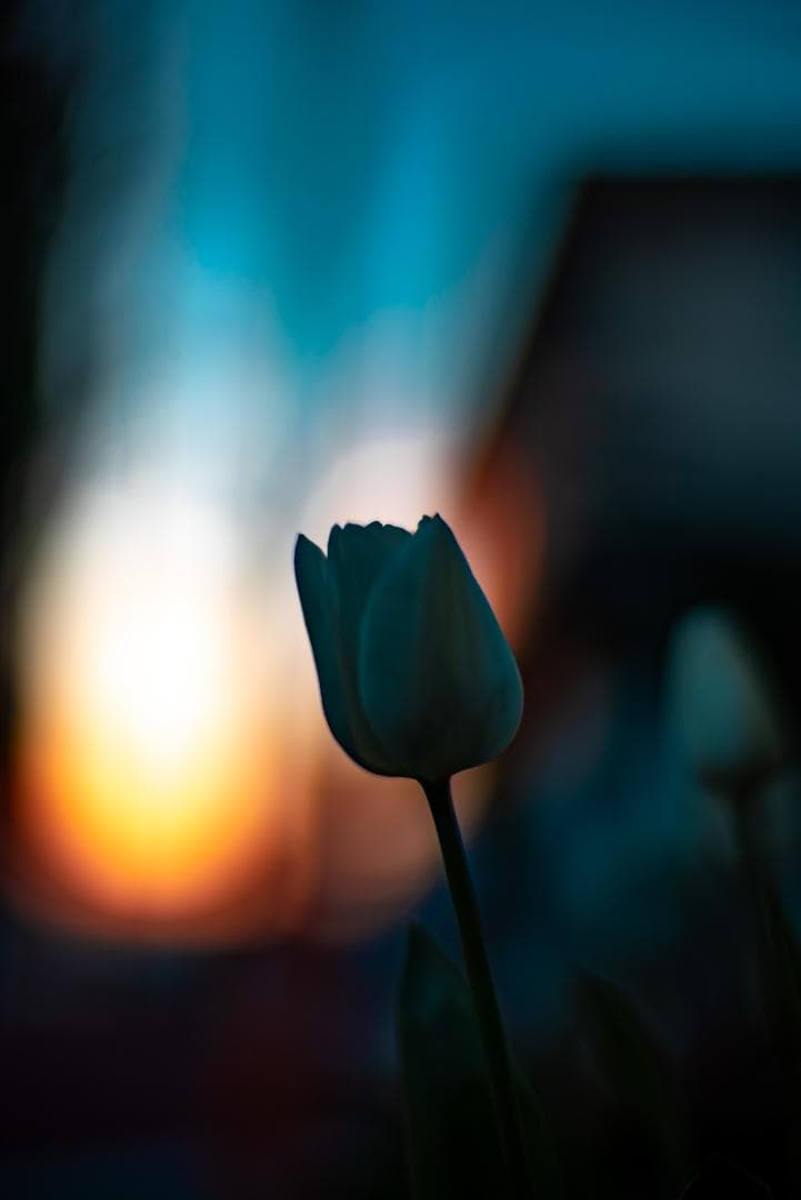 極美品！夜という名！Voigtlander NOKTON 50mm F1.1