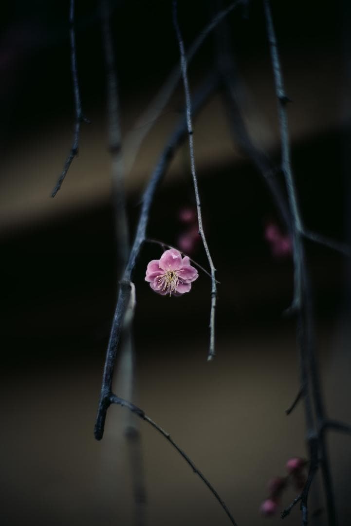 極美品！夜という名！Voigtlander NOKTON 50mm F1.1