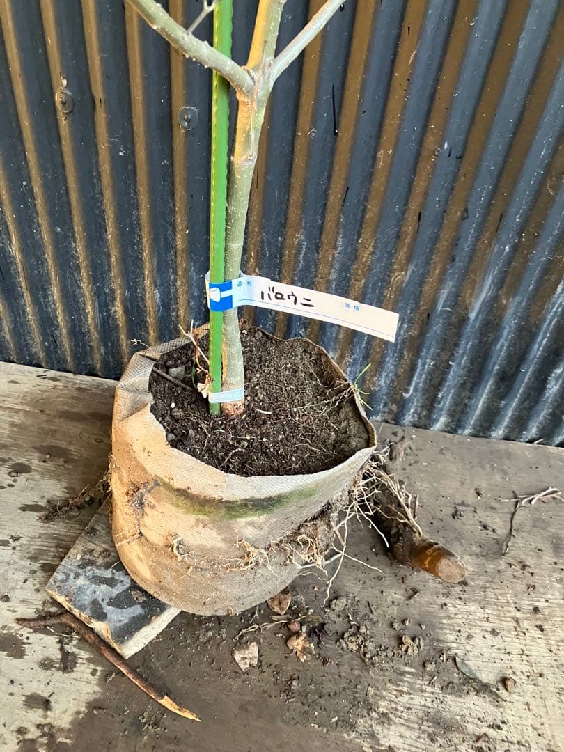 オリーブの木　バロウニ