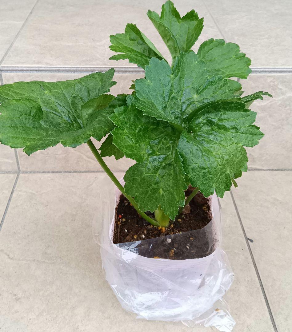 Sakku　ラナンキュラス　2苗セット