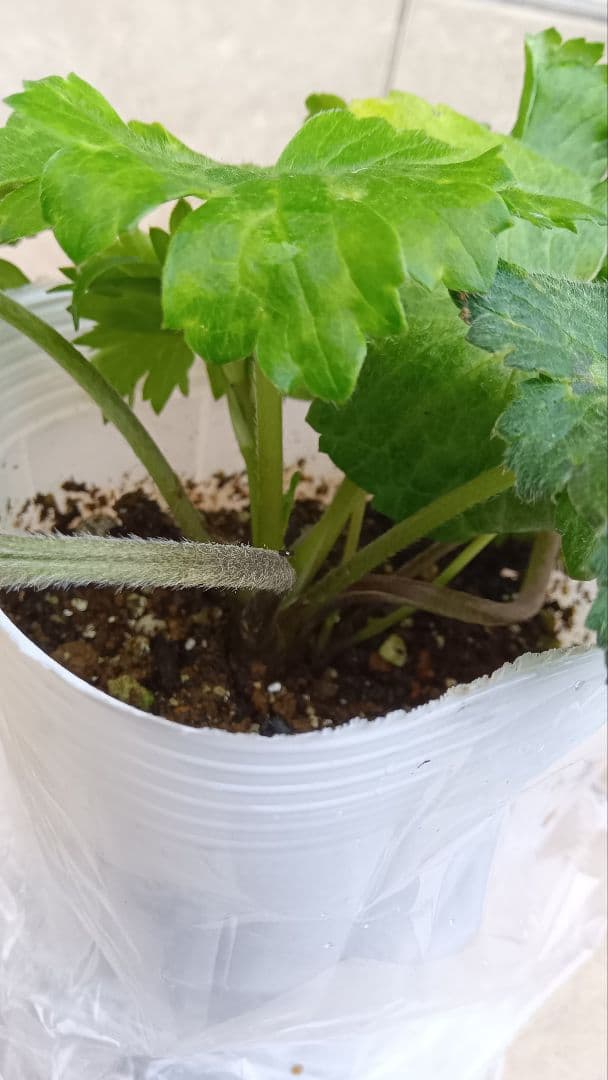 Sakku　ラナンキュラス　2苗セット