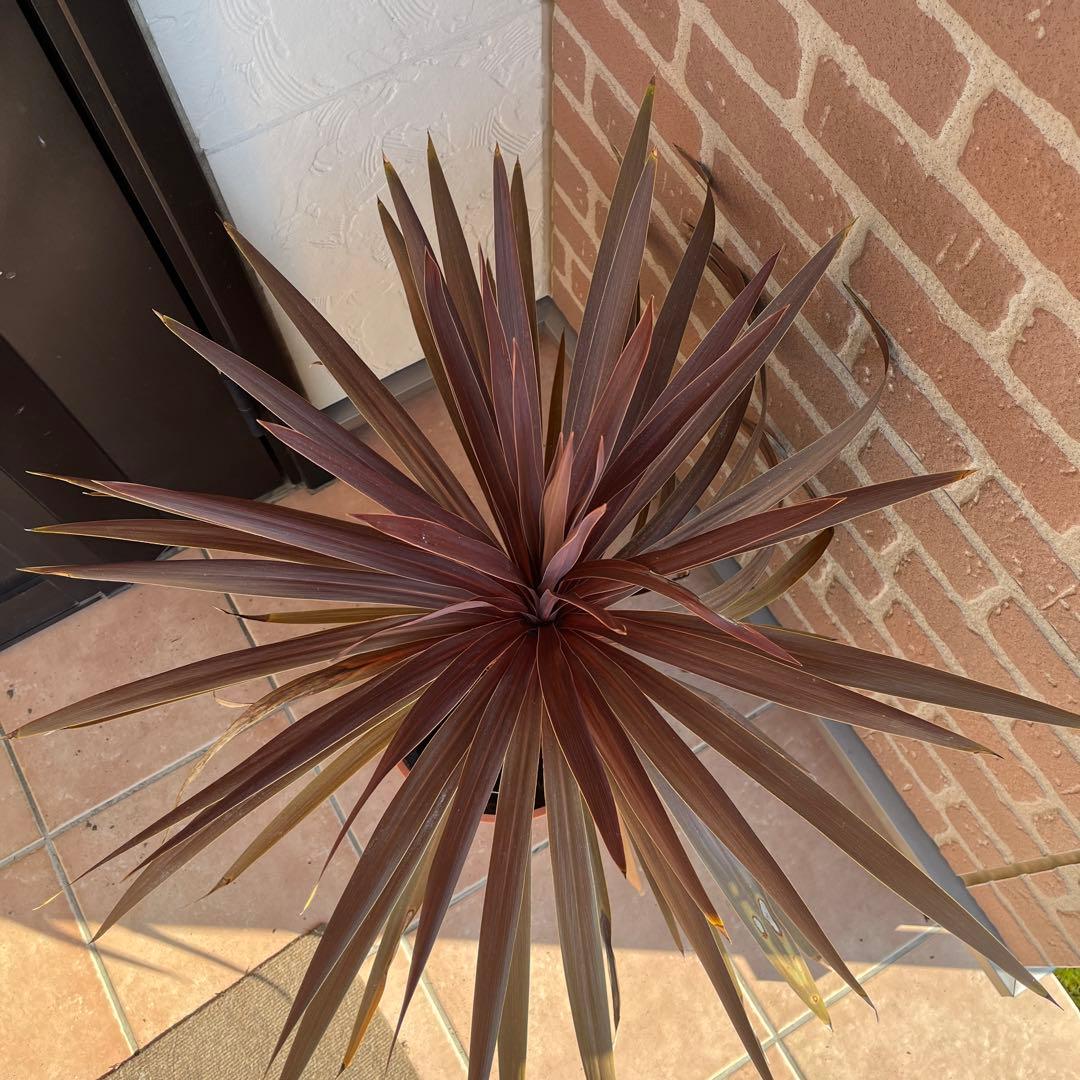 m*様 コルジリネ レッドスター 約70cm