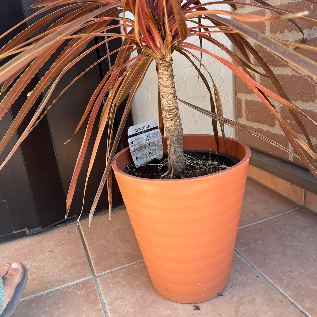 m*様 コルジリネ レッドスター 約70cm