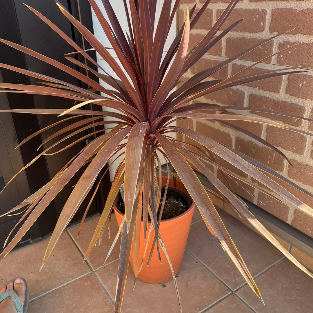 m*様 コルジリネ レッドスター 約70cm