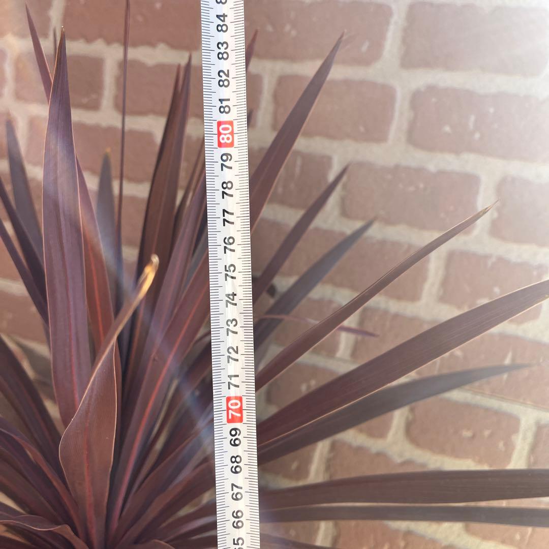 m*様 コルジリネ レッドスター 約70cm