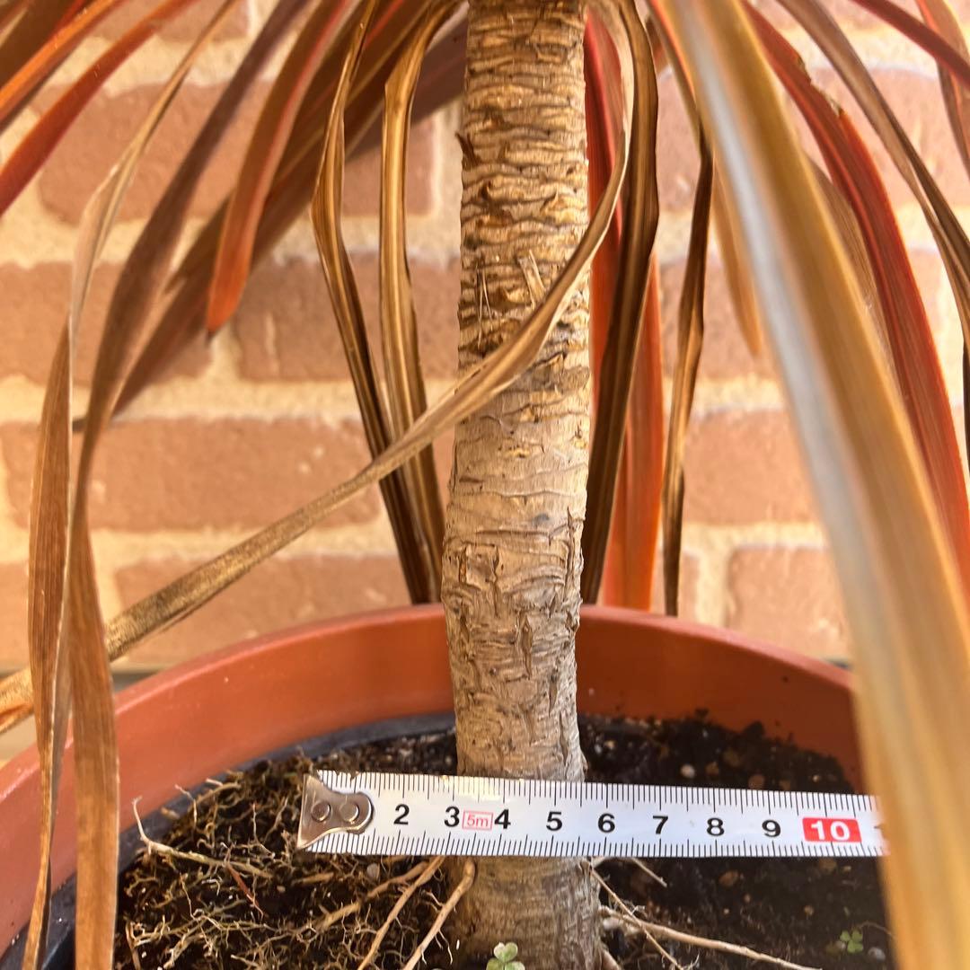 m*様 コルジリネ レッドスター 約70cm